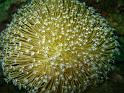Sarcophyton sp
